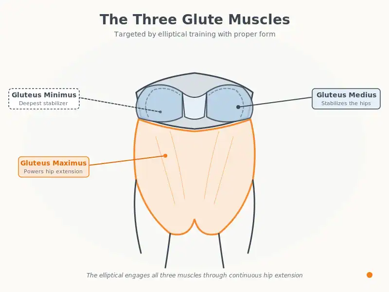 Anatomy diagram showing the three glute muscles: gluteus maximus, medius, and minimus